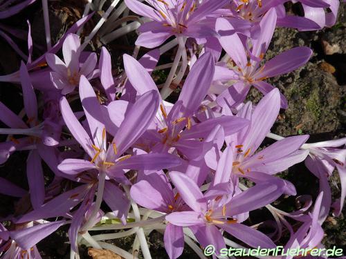 Image Colchicum autumnale