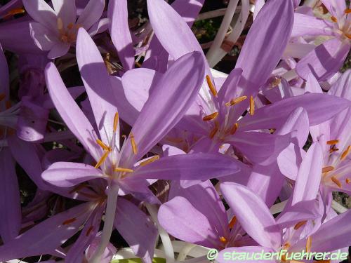 Bild Colchicum autumnale