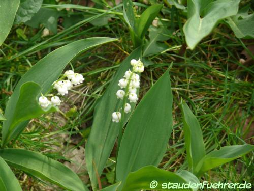 Bild Convallaria majalis