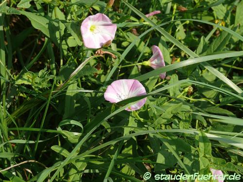 Image Convolvulus arvensis