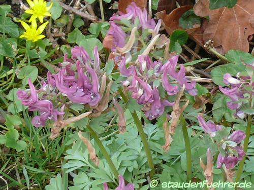 Bild Corydalis cava