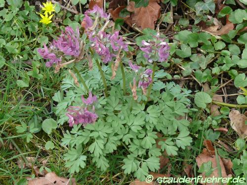 Bild Corydalis cava