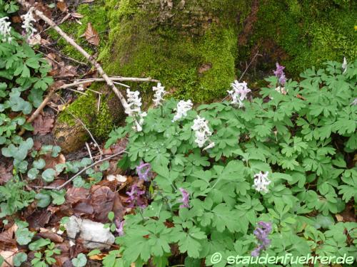 Image Corydalis cava