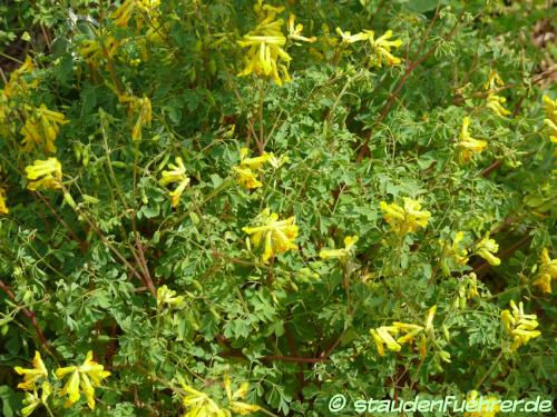 Bild Corydalis lutea