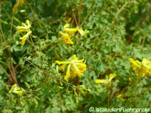 Bild Corydalis lutea