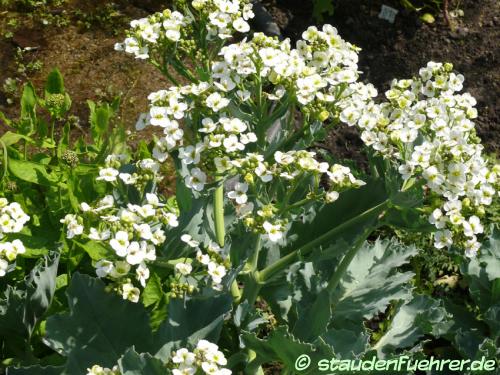 Bild Crambe maritima