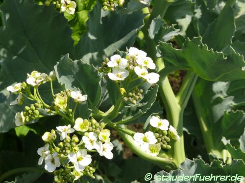 Bild Crambe maritima