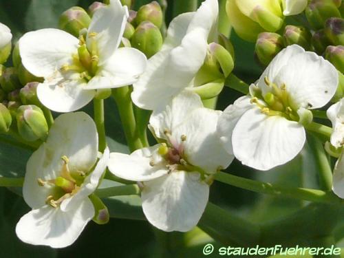 Bild Crambe maritima