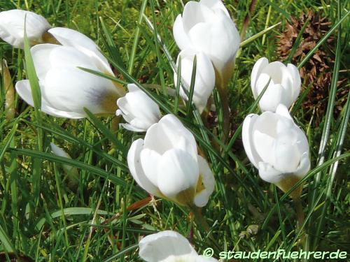 Image Crocus chrysanthus 'Ard Schenk'