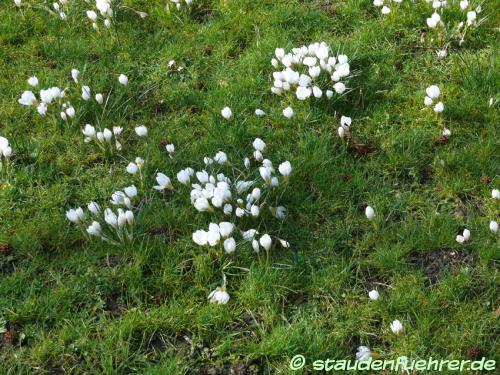 Bild Crocus chrysanthus 'Ard Schenk'