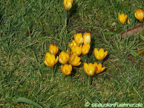 Image Crocus flavus