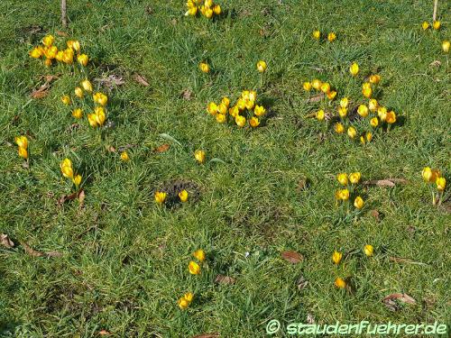 Image Crocus flavus