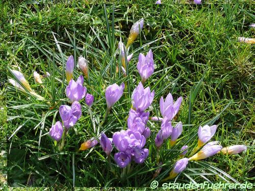 Bild Crocus sieberi 'Fire Fly'