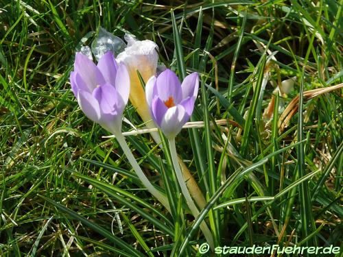 Image Crocus sieberi 'Violet Queen'