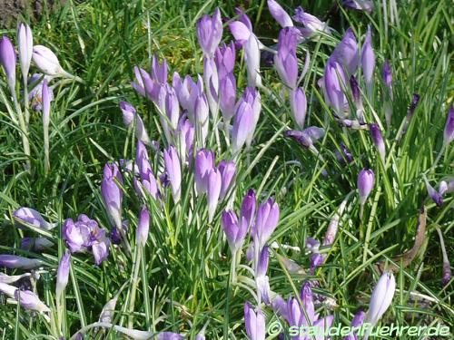 Bild Crocus tommasinianus