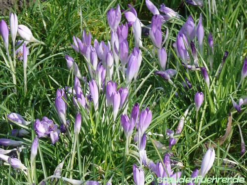 Image Crocus tommasinianus