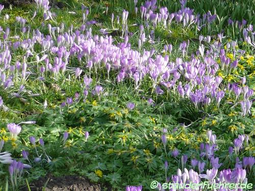 Bild Crocus tommasinianus