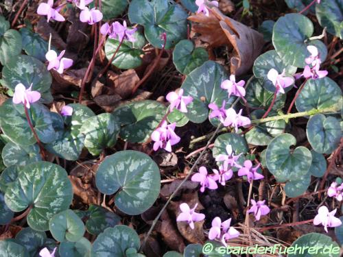 Bild Cyclamen coum