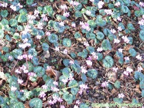 Bild Cyclamen coum