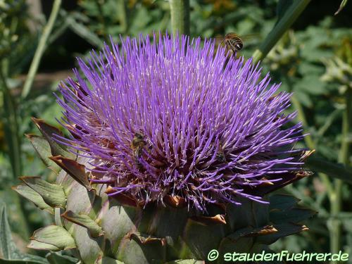 Bild Cynara cardunculus