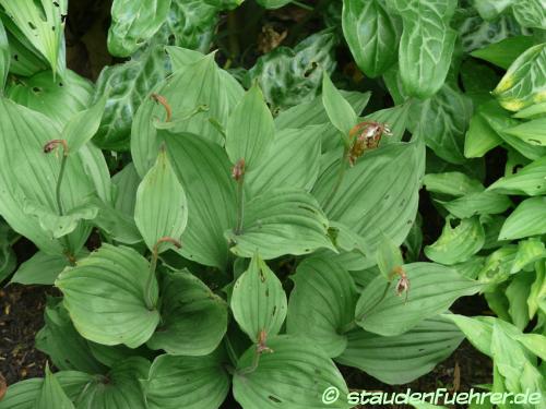 Bild Cypripedium 'Victoria'