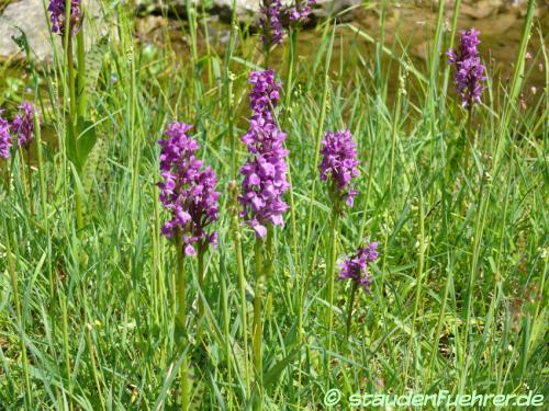 Image Dactylorhiza majalis