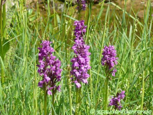 Image Dactylorhiza majalis