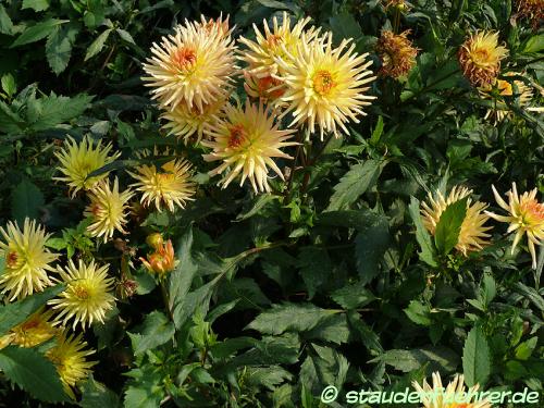 Bild Dahlia 'Garden Princess'