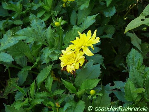 Bild Dahlia 'München'