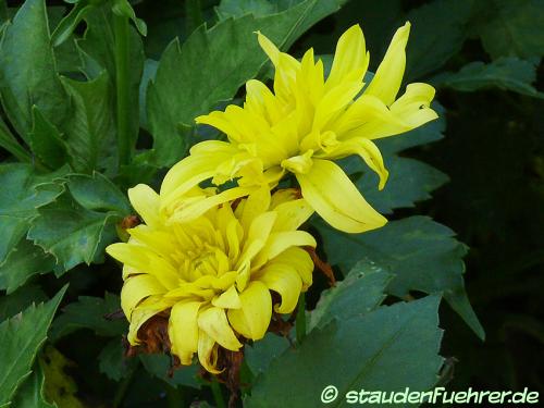 Bild Dahlia 'München'