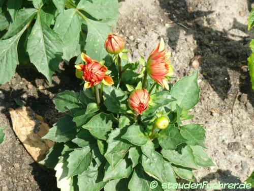 Image Dahlia 'Lubega Power Bronze Bicolor'