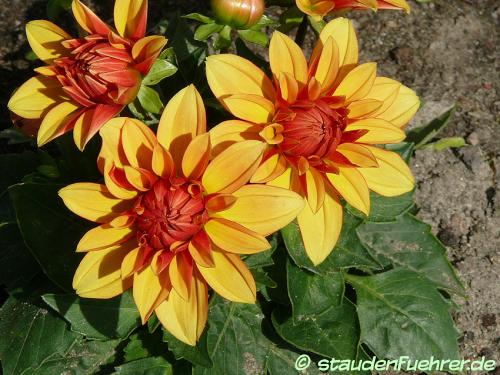 Image Dahlia 'Lubega Power Bronze Bicolor'