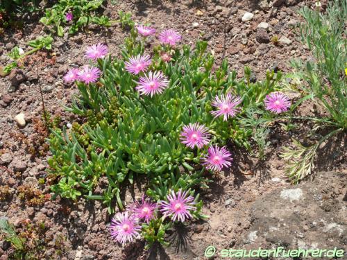 Image Delosperma lavisiae