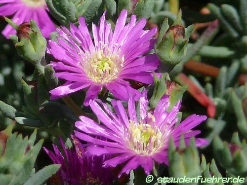 Bild Delosperma lavisiae