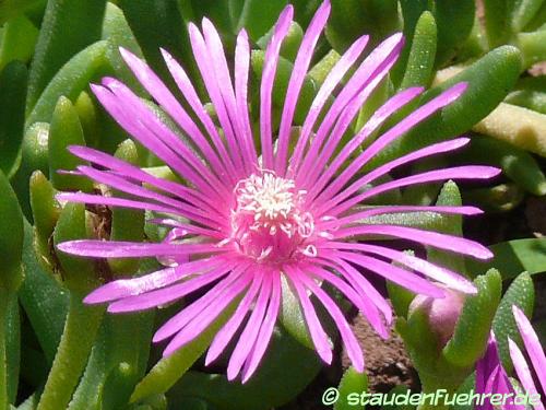 Image Delosperma lavisiae