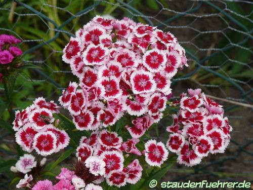 Bild Dianthus barbatus