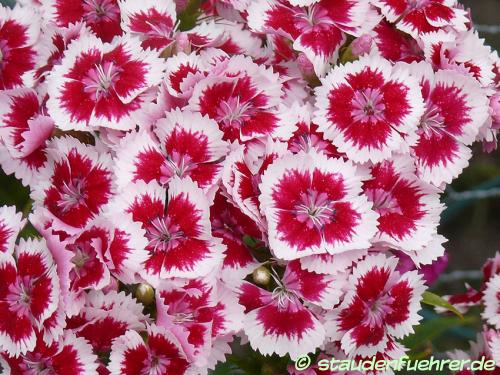 Bild Dianthus barbatus