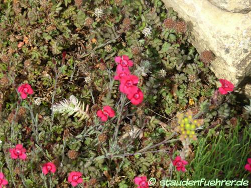 Image Dianthus deltoides 'Brillant'