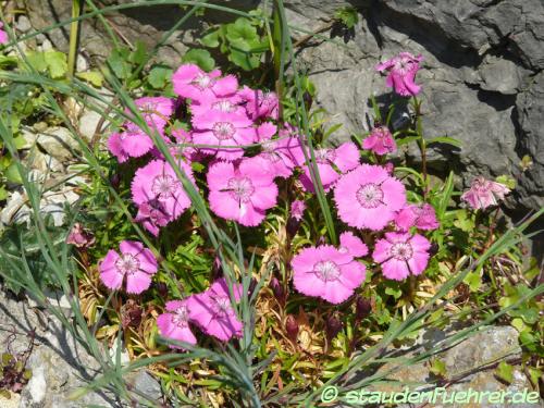 Image Dianthus glacialis
