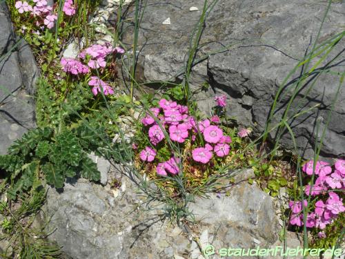 Image Dianthus glacialis