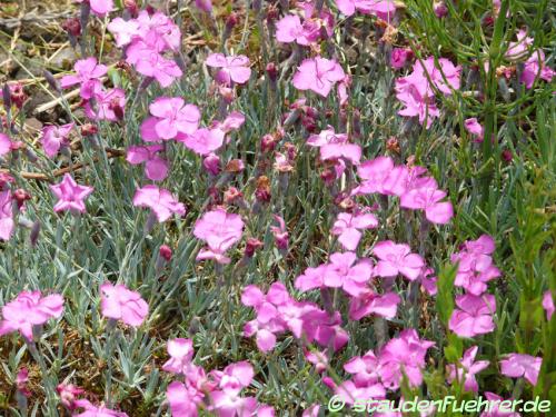 Bild Dianthus gratianopolitanus `'Baby Lom'