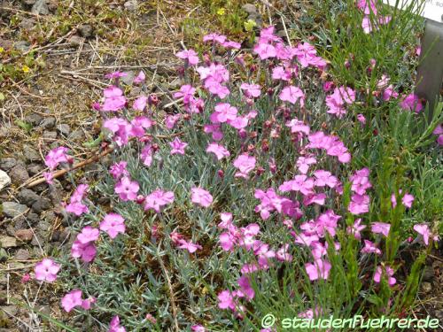 Image Dianthus gratianopolitanus `'Baby Lom'