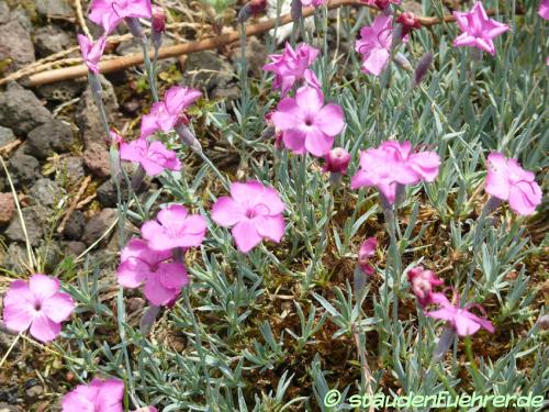 Bild Dianthus gratianopolitanus `'Baby Lom'