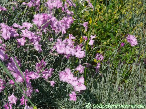 Bild Dianthus gratianopolitanus