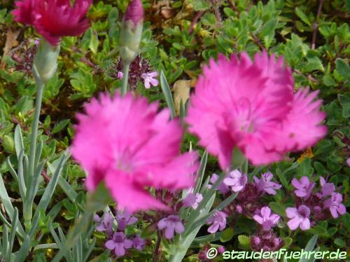 Bild Dianthus gratianopolitanus 'Neon Star'