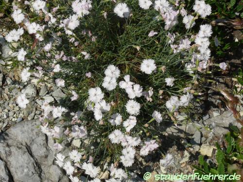 Bild Dianthus pulmonarius ssp. lumnitzeri