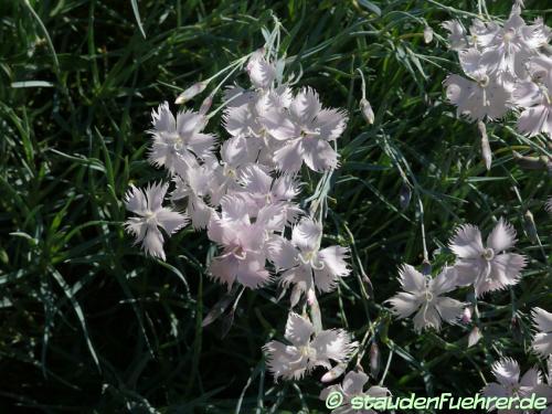 Image Dianthus pulmonarius ssp. lumnitzeri