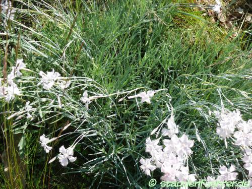 Image Dianthus pulmonarius ssp. lumnitzeri