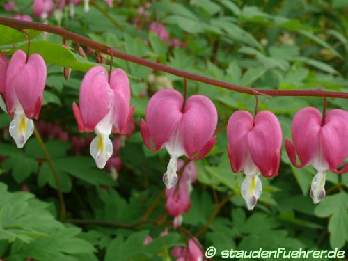 Image Dicentra spectabilis