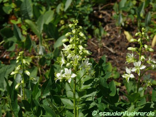 Image Dictamnus albus